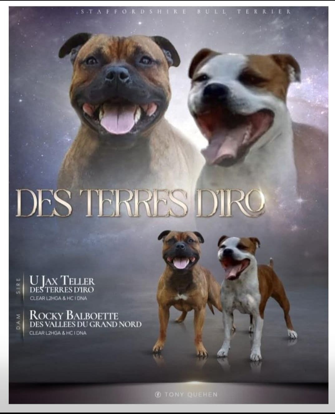 Portée Rockie Balboette des Vallées du grand Nord et U-Jax Teller des Terres d'Iro