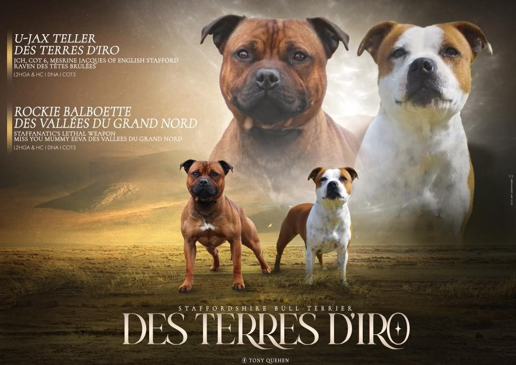 Des Terres D'Iro - Naissance bébés Rockie et Jax