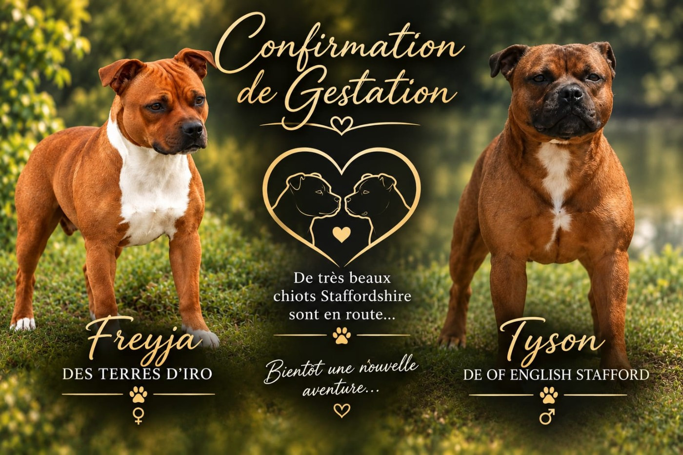 Confirmation gestation Freyja des Terres d'Iro et Tyson Fury of English Stafford