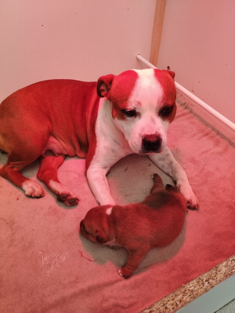 Des Terres D'Iro - Staffordshire Bull Terrier - Portée née le 16/12/2022