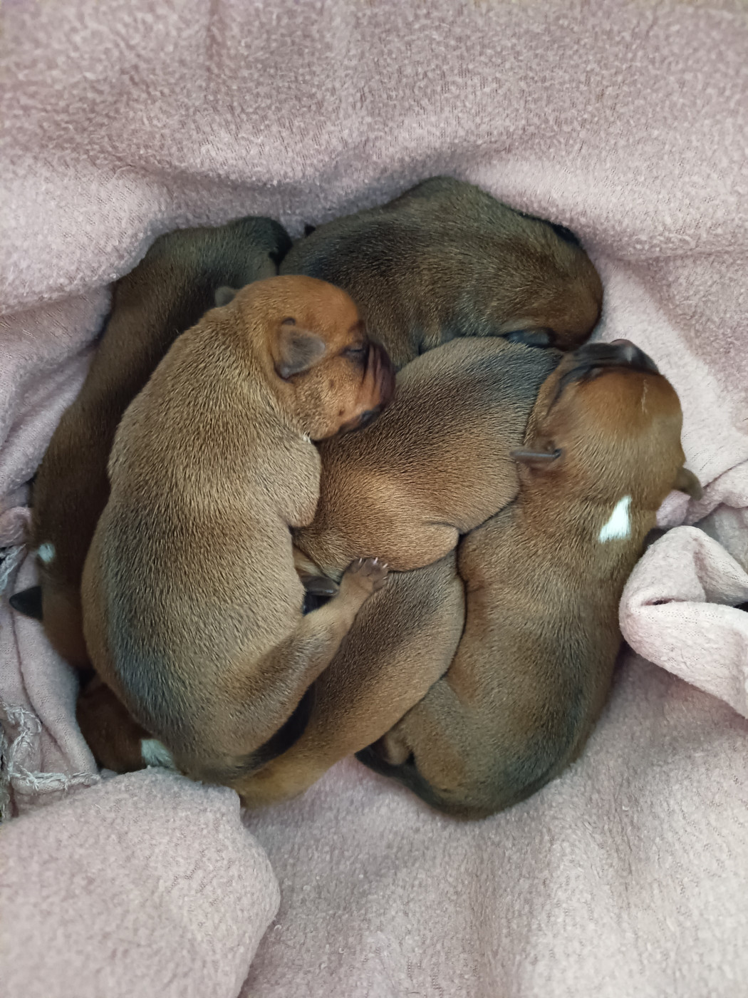 Chiot Staffordshire Bull Terrier Des Terres D'Iro