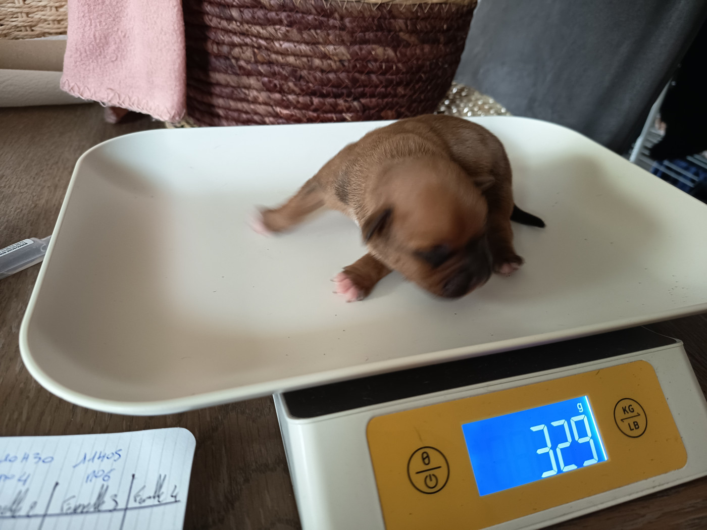 Des Terres D'Iro - Chiots disponibles - Staffordshire Bull Terrier