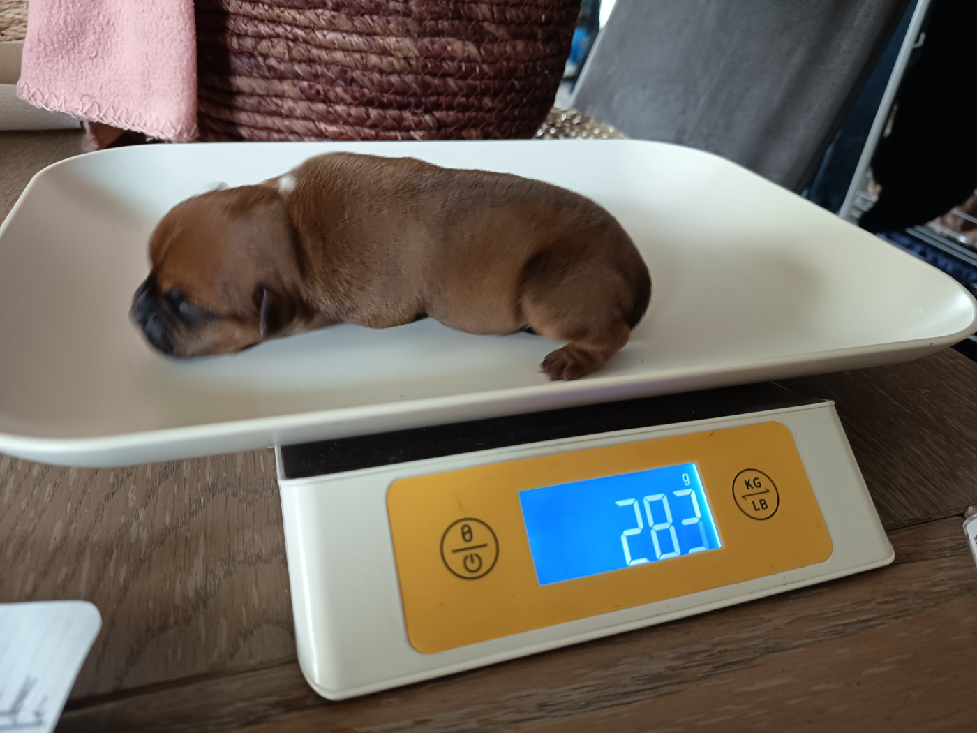 Des Terres D'Iro - Chiots disponibles - Staffordshire Bull Terrier