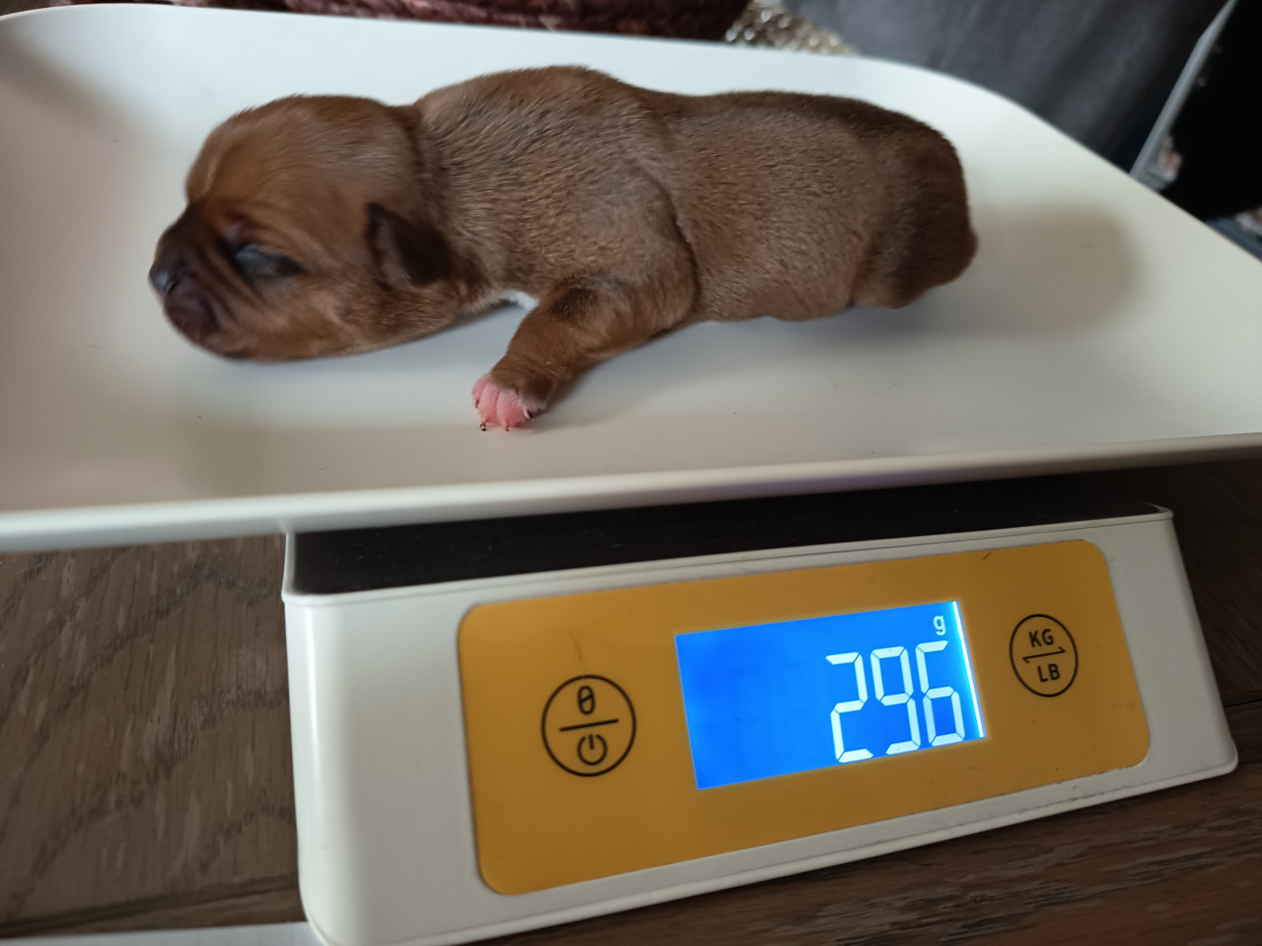 Des Terres D'Iro - Chiots disponibles - Staffordshire Bull Terrier