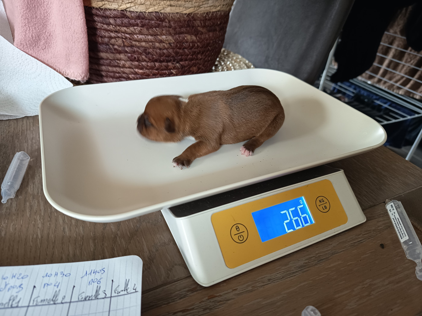 Des Terres D'Iro - Chiots disponibles - Staffordshire Bull Terrier