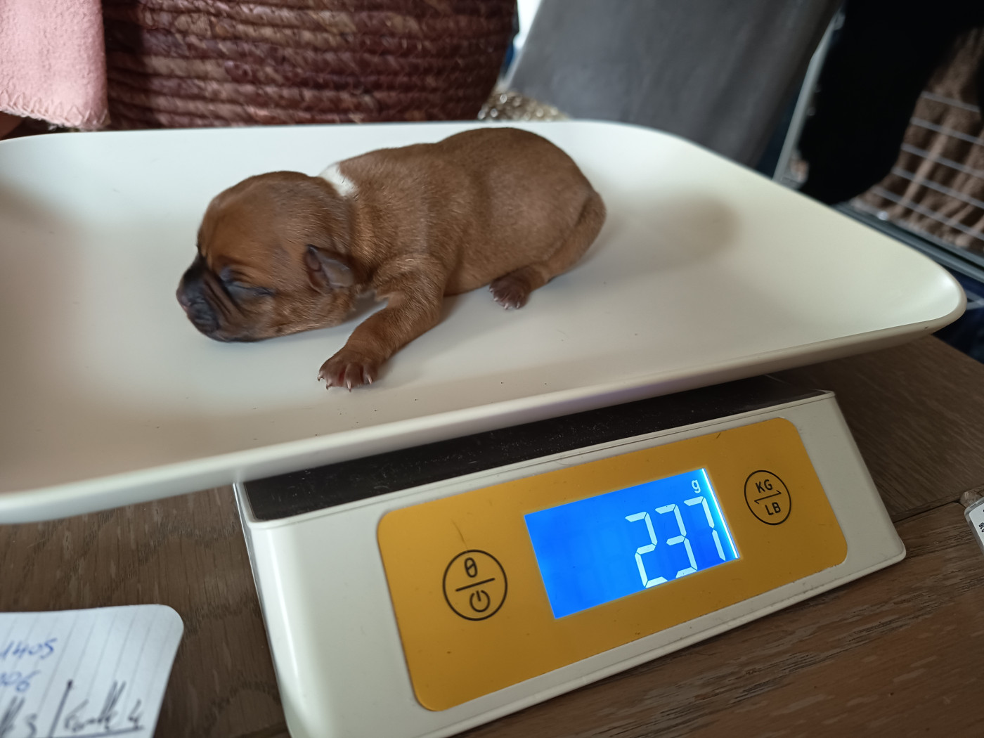 Des Terres D'Iro - Chiots disponibles - Staffordshire Bull Terrier