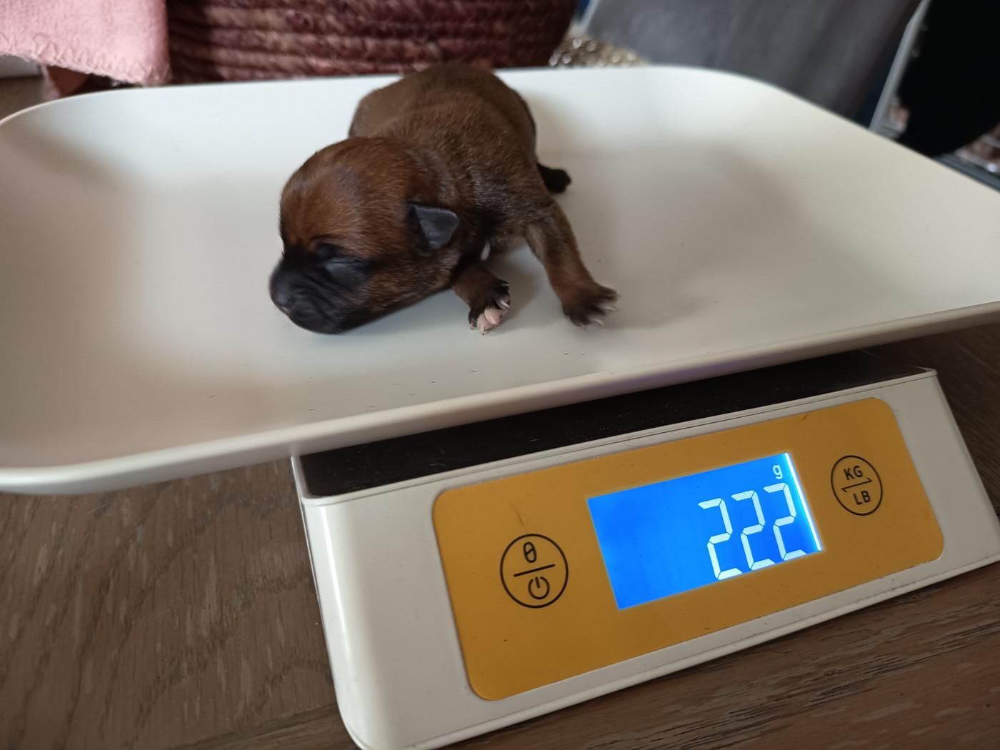 Des Terres D'Iro - Chiots disponibles - Staffordshire Bull Terrier