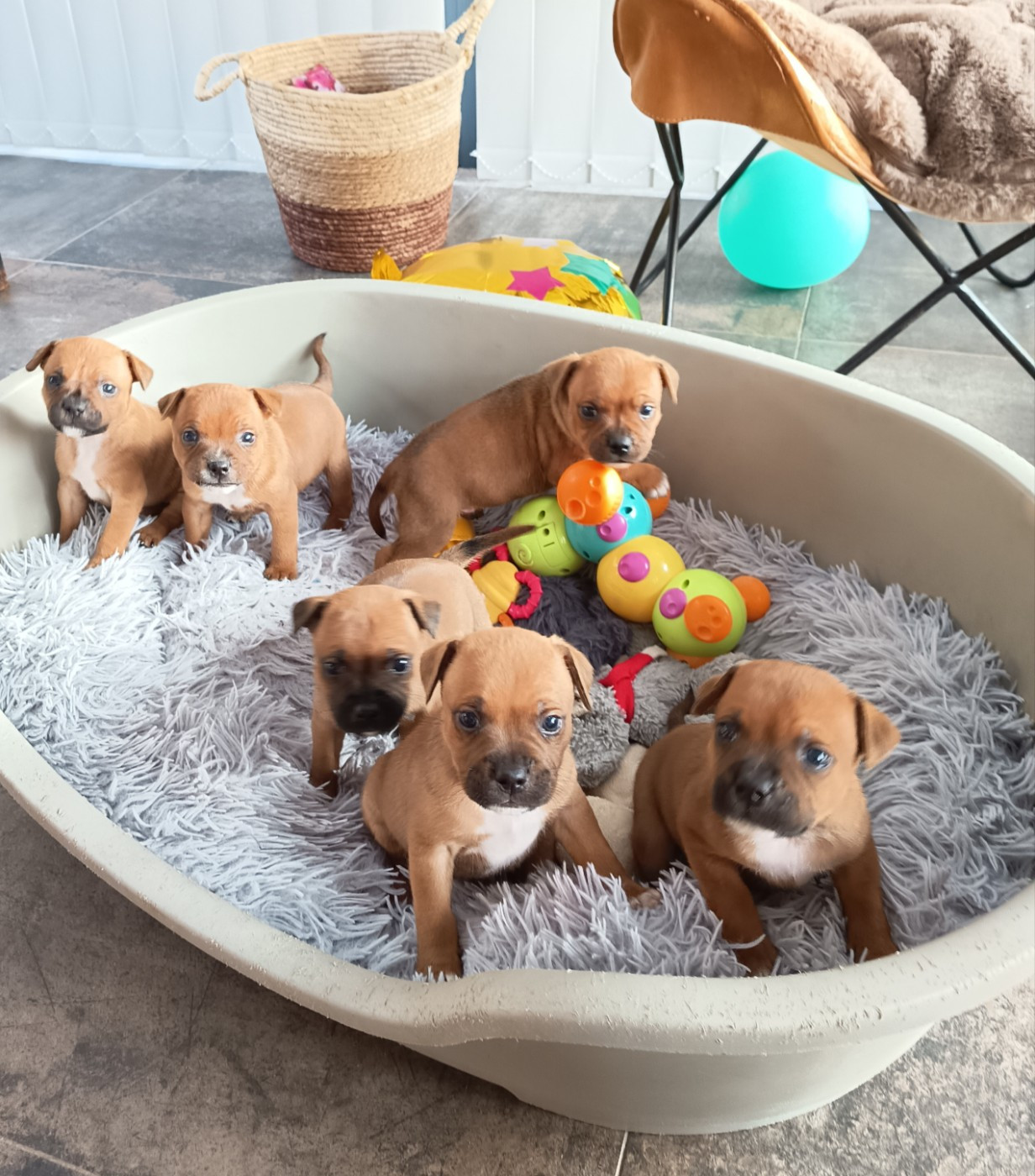 Des Terres D'Iro - Staffordshire Bull Terrier - Portée née le 21/03/2026