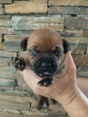 CHIOT 1