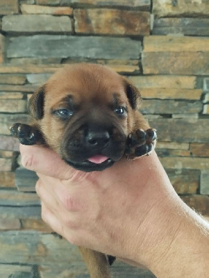 CHIOT 2