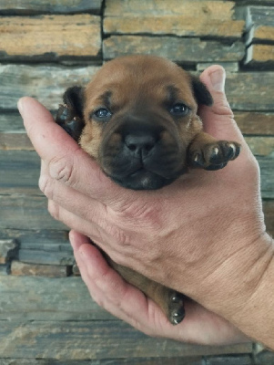 CHIOT 3